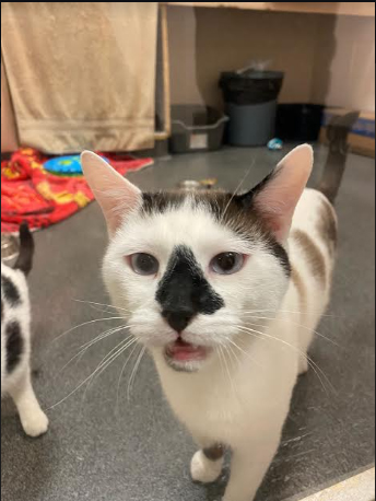 Some of the animals looking for a home in the Westport Animal Shelter.